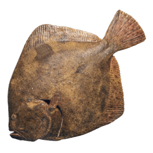 Fresh Turbot fish (Scophthalmus maximus) 