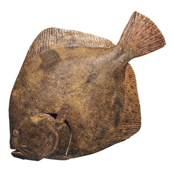 Fresh Turbot fish (Scophthalmus maximus) 