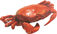 Red Crab