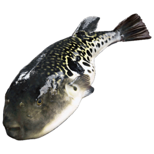 Japanese pufferfish (Fugu or tiger puffer)