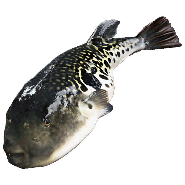 Japanese pufferfish (Fugu or tiger puffer)