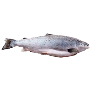 Frozen Trout